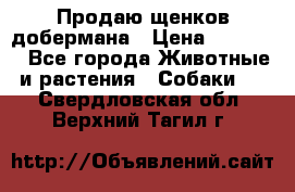 Продаю щенков добермана › Цена ­ 45 000 - Все города Животные и растения » Собаки   . Свердловская обл.,Верхний Тагил г.